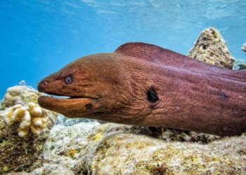 Quel animal est le plus discret ?