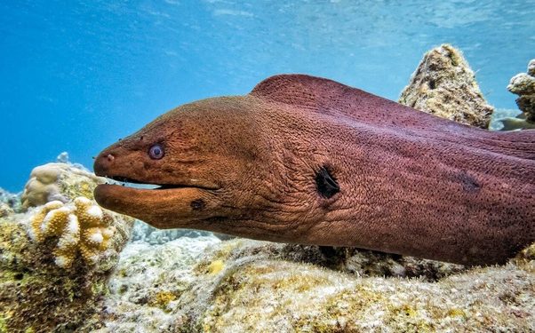 Quel animal est le plus discret ?