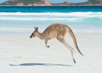 Pourquoi les animaux se Déplace-t-il ?