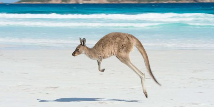 Pourquoi les animaux se Déplace-t-il ?