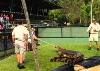 Quel est le plus grand prédateur du monde ?