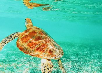 Quand nourrir les tortues ?