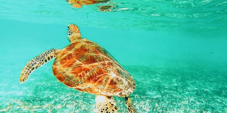 Quand nourrir les tortues ?