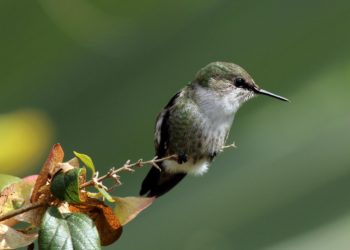 Quel est l'oiseau le plus fidèle ?