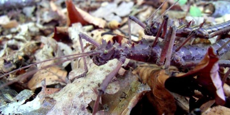 Est-ce qu'un hermaphrodites peuvent se reproduire seul ?