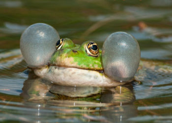 Qui est le mâle de la grenouille ?