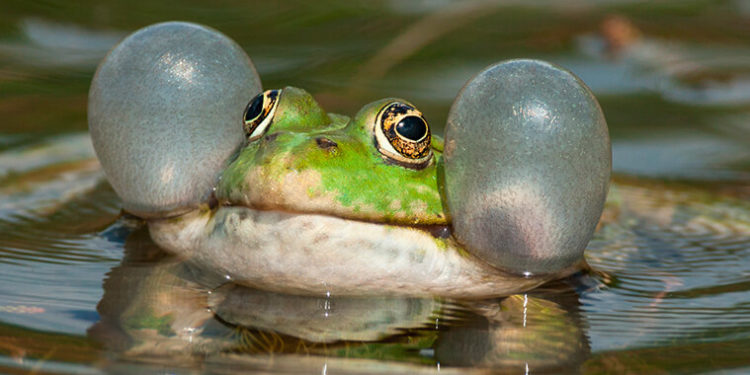 Qui est le mâle de la grenouille ?