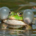 Qui est le mâle de la grenouille ?