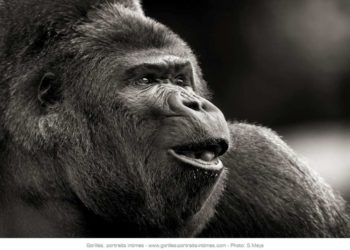 Quelle est la force de frappe d'un gorille ?