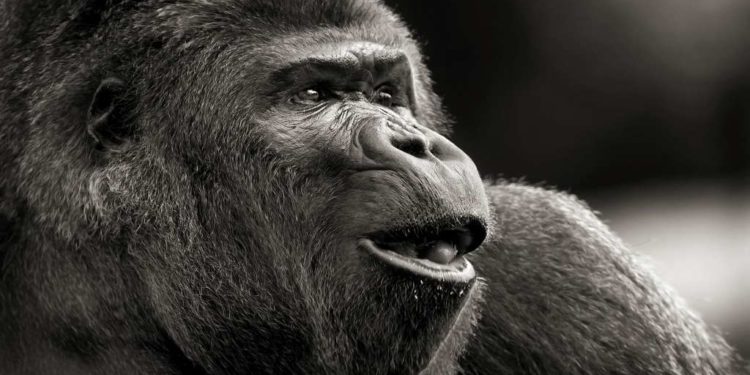 Quelle est la force de frappe d'un gorille ?
