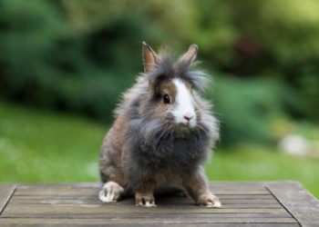 Comment savoir l'âge d'un lapin tête de lion ?