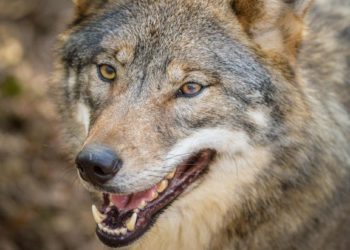 Qui est l'ennemi du loup ?