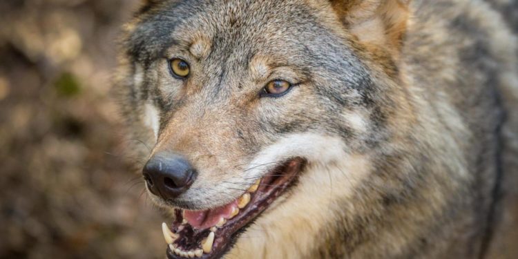 Qui est l'ennemi du loup ?