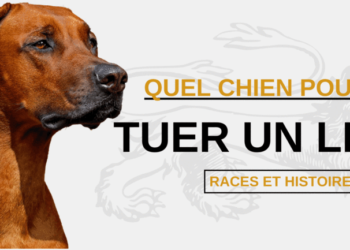 Quel chien peut tuer ?