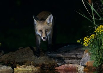 Pourquoi les animaux voient la nuit ?