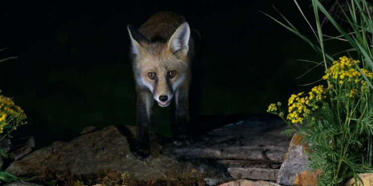 Pourquoi les animaux voient la nuit ?