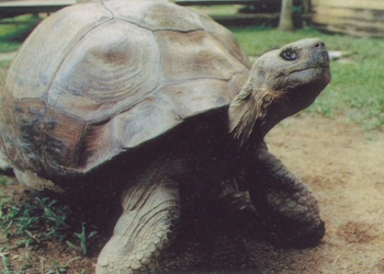 Quel animal porte le plus longtemps ?