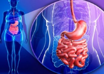 Quel animal a 4 estomac ?