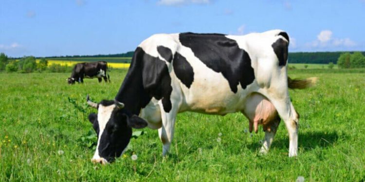 Pourquoi les vaches Ont-elles 4 estomacs ?