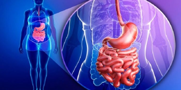 Quel animal a 4 estomac ?