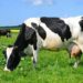 Pourquoi les vaches Ont-elles 4 estomacs ?