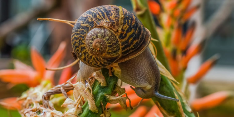 Est-ce que les crapauds mangent les escargots ?