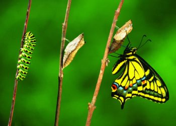 Quels animaux se Metamorphosent en grandissant ?