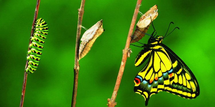 Quels animaux se Metamorphosent en grandissant ?