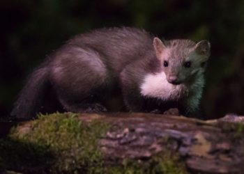 Comment reconnaître une fouine ?