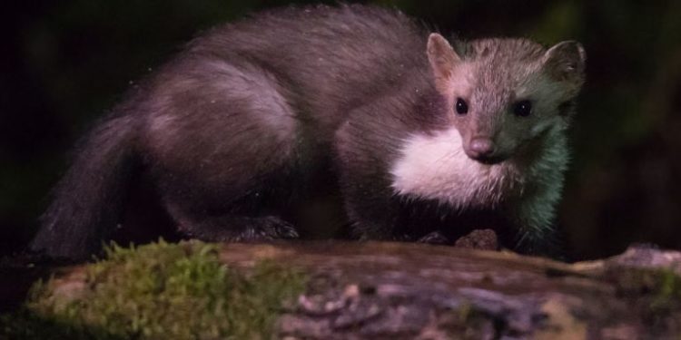 Comment reconnaître une fouine ?