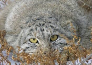 Quel animal ressemble à un chat ?