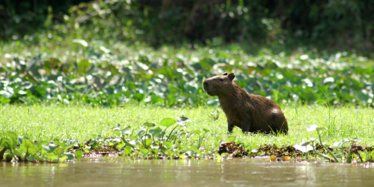 Quel est le plus gros rongeur d'Amérique du Sud ?