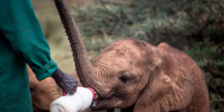 Où habitent les animaux sauvages ?