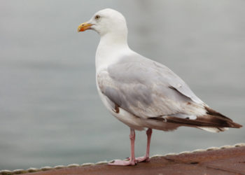 Quel animal peut s Autoféconder ?