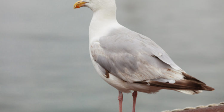 Quel animal peut s Autoféconder ?