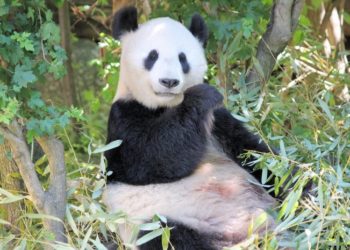 Quel animal mange du bambou ?