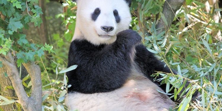 Quel animal mange du bambou ?