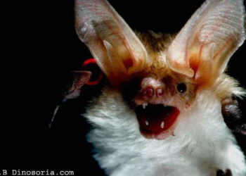 Quel animal symbolise la peur ?