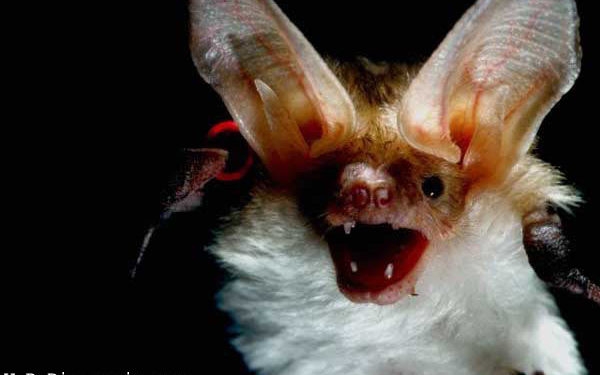 Quel animal symbolise la peur ?