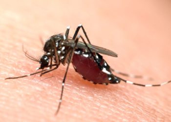 Pourquoi le tigre est dangereux ?