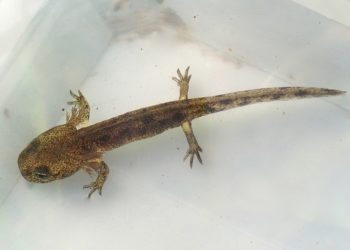 Quel animal terrestre à la plus longue durée de vie en moyenne ?