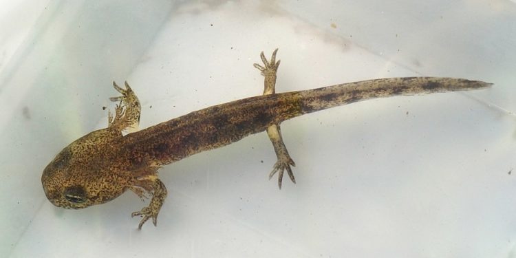 Quel animal terrestre à la plus longue durée de vie en moyenne ?