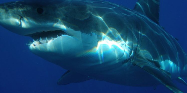 Quel animal vit dans l'océan Atlantique ?