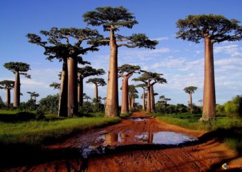 Est-ce qu'il y a des girafes à Madagascar ?