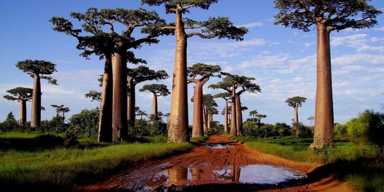 Est-ce qu'il y a des girafes à Madagascar ?