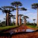 Est-ce qu'il y a des girafes à Madagascar ?