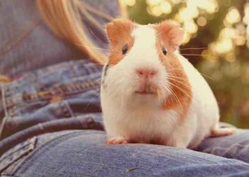 Quel animal de compagnie affectueux ?