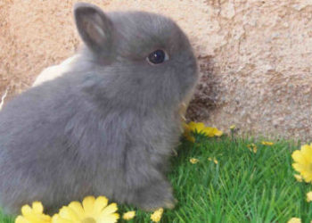 Comment savoir si mon lapin a des parasite ?