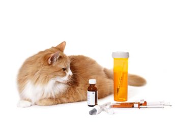 Quel antibiotique humain pour chat ?