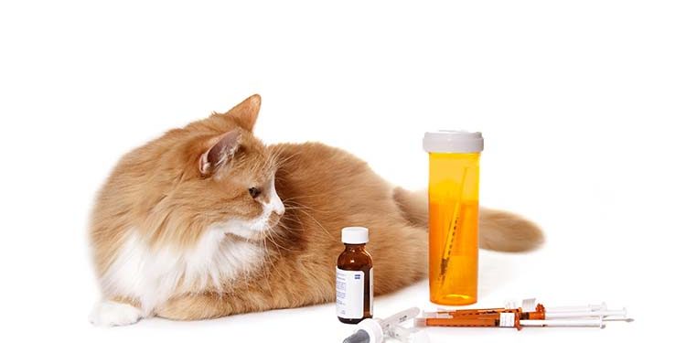 Antibiotique fatigue chat